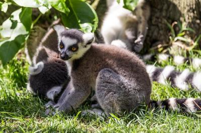 Ringtail Lemur in a Grassy Zoo Field – Free Stock Photo for Download