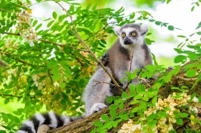 Ring Tailed Lemur on a Tree Branch – Free Stock Photo for Download