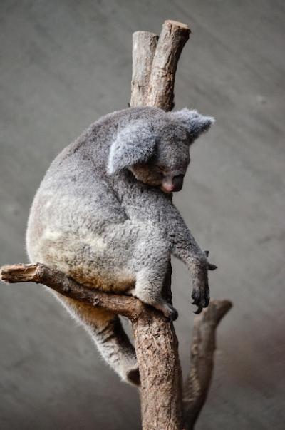 Koalas at Zurich Zoo – Free Stock Photos for Download