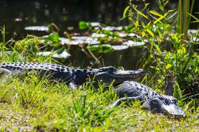 Alligator Free Stock Photo – Download for Free