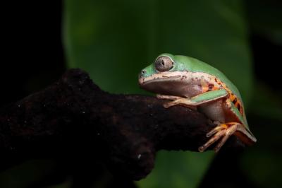 Baby Tiger-Legged Tree Frog Close-Up on Green Leaves – Free Download