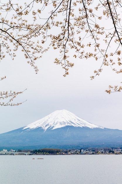 Fuji Mountain and Sakura at Kawaguchiko Lake – Free Download