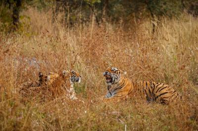 Tiger in Natural Habitat: Majestic Panthera Tigris in Rajasthan – Free Download