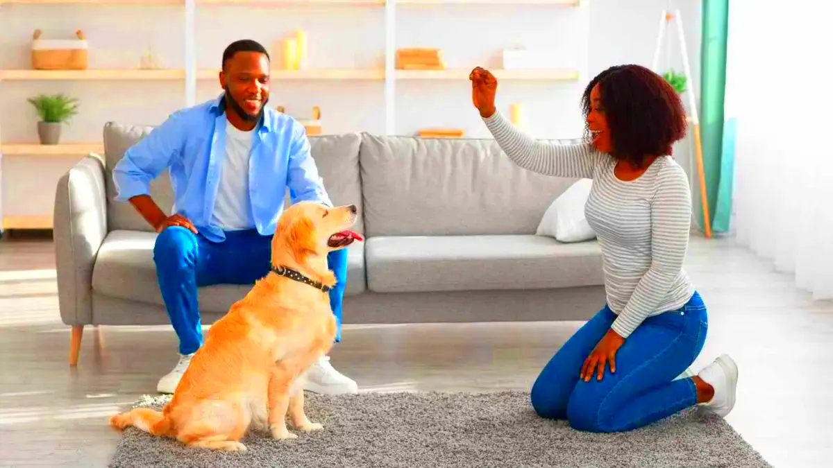 The 9 Best Dog Training Tips That Actually Work And Why You Should Use 