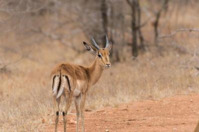 Deer Standing in a Field – Free Stock Photo for Download