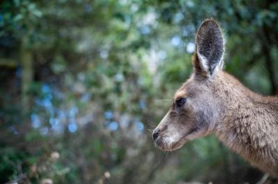 Stunning Australian Wildlife: Kangaroo Pademelon and Wallaby in the Blue Mountains – Download Free Stock Photo