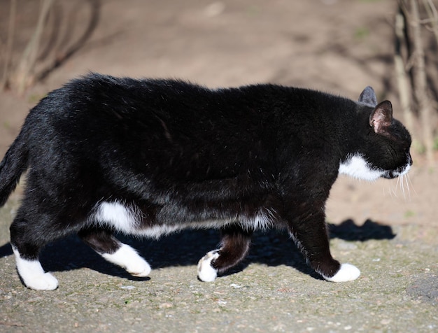 Black Cat Walking Down the Street – Free Stock Photo for Download