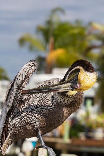 Pelican – Free Stock Photo for Download