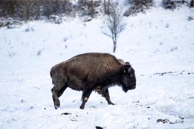 Animal on Snow Covered Land – Free Stock Photo, Download for Free