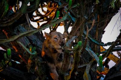 Lion Laying Among Trees and Cactuses – Free Stock Photo, Download Free