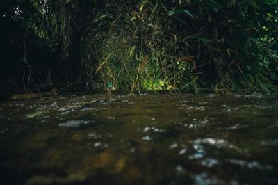 Flowing River Surrounded by Lush Green Plants – Free Stock Photo for Download