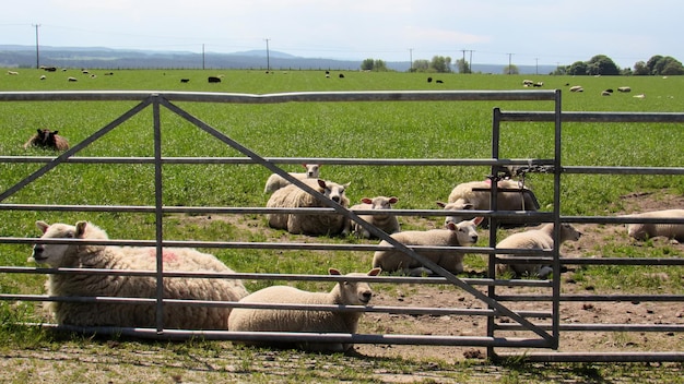 Laying Sheep in Fields of Scotland – Free to Download Stock Photo