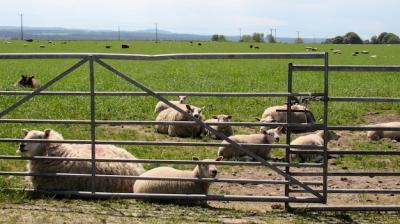 Laying Sheep in Fields of Scotland – Free to Download Stock Photo