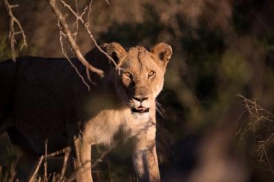 Female Lion Hunting for Prey – Free Stock Photo, Download for Free