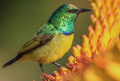 Bird Perching on Flower – Free Stock Photo, Download Free