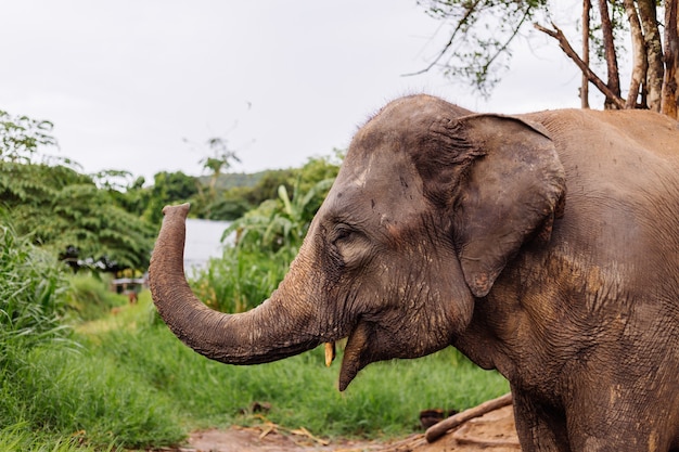 Beautiful Thai Asian Elephant in a Green Field – Free Stock Photo, Download for Free