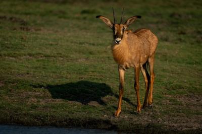 Deer on a Field – Free Stock Photo for Download