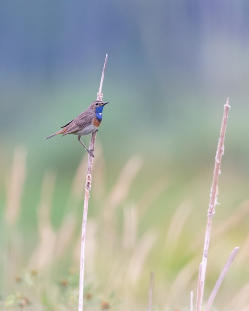 European Swallow Perched on Dry Plant – Free Stock Photo Download