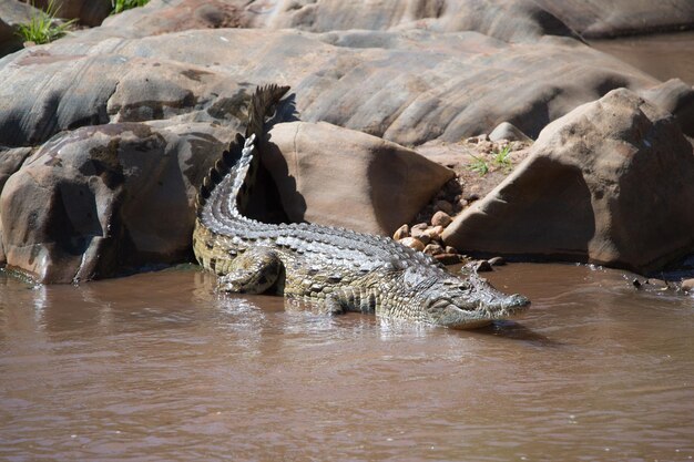 Stunning Crocodile Swimming in Water – Free Stock Photo, Download for Free