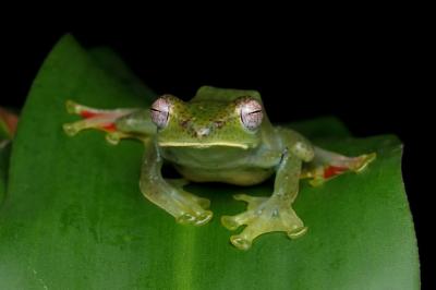 Close-Up of Rhacophorus dulitensis on Green Leaves – Free Download