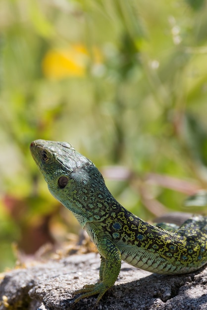 Agama Lizard Closeup on Rock Surrounded by Greenery – Free Download