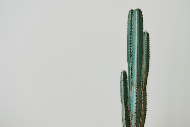 Green Cactus on Gray Background – Free Download