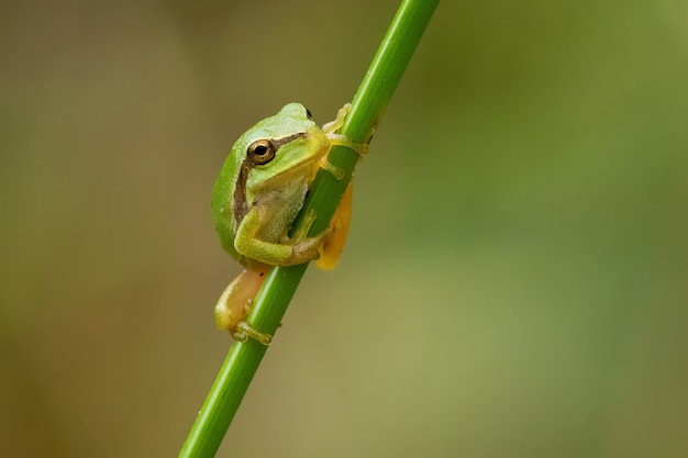 Closeup of a Tiny European Tree Frog on a Branch – Free Download