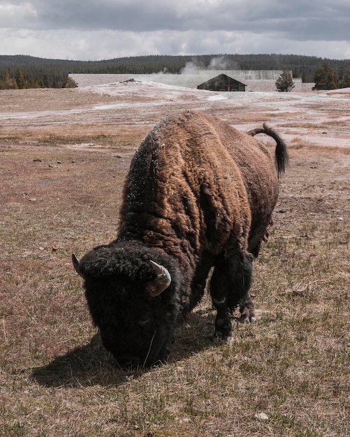 American Bison Grazing from a High Angle – Free Stock Photo, Download for Free