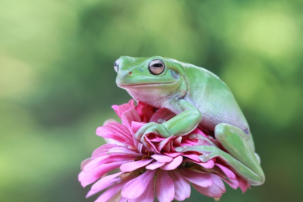 Dumpy Frog (Litoria Caerulea) Closeup on Flower and Branch – Free to Download