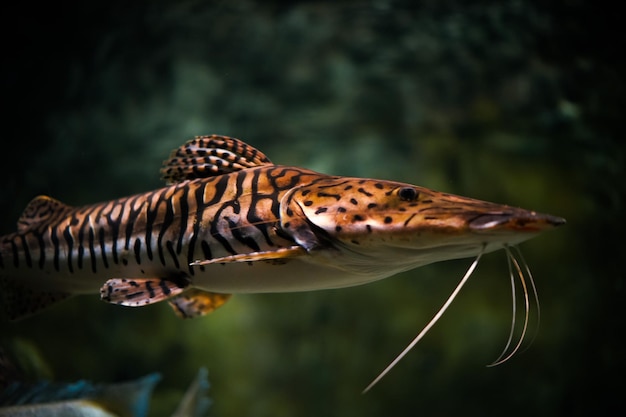 Closeup Shot of a Tiger Shovelnose Catfish Swimming in an Aquarium – Free Download