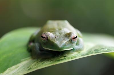 Malayan Flying Frog (Rhacophorus prominanus) Closeup on Green Leaves – Free Stock Photo for Download