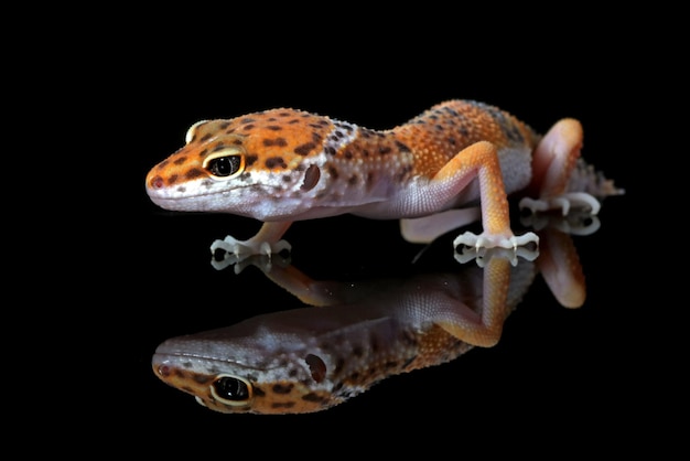 Leopard Gecko Reflection on Black Background – Free Download