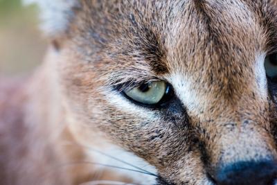 Closeup Shot of a Wild Caracal with Green Eyes – Free Stock Photo for Download