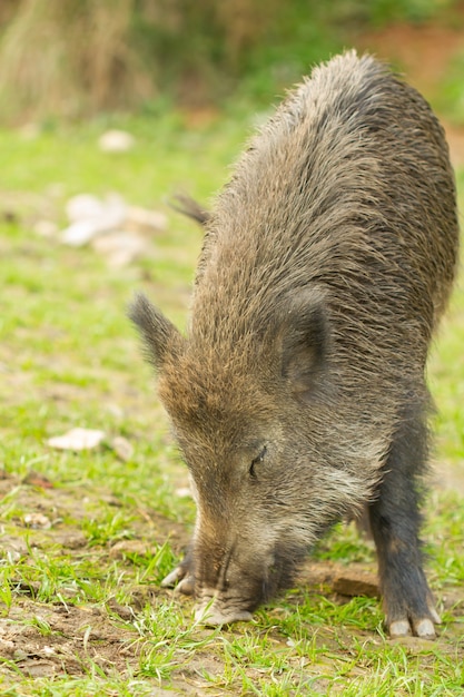 Wild Boar Closeup in Natural Habitat – Free Stock Photo Download