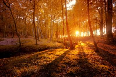 Stunning Autumn Scenery in Gold-Flecked Forest – Free Download