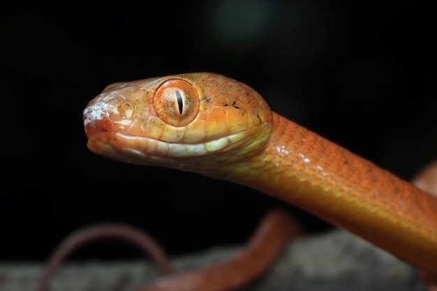 Baby Red Boiga Snake on Tree Trying to Eat Lizard – Free Download