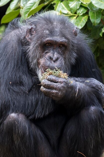 Close-Up Photo of a Black Dog Eating – Free Download