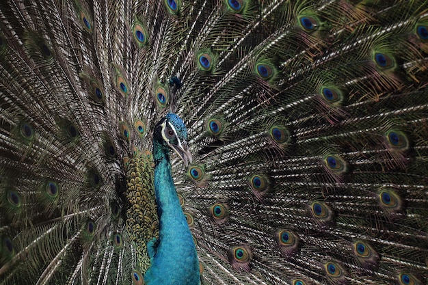 Majestic Blue Peacock Closeup for Free Download