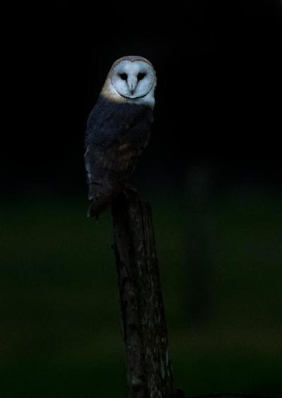 Bird Perched on Wooden Post – Free Download Stock Photo