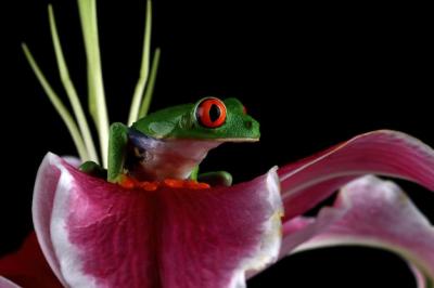 Redeyed Tree Frog on Lily Flower Against a Black Background – Free Stock Photo, Download for Free