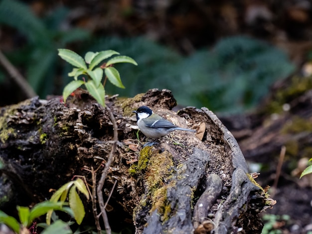 Japanese Tit Bird in the Forest of Yamato, Japan – Free to Download