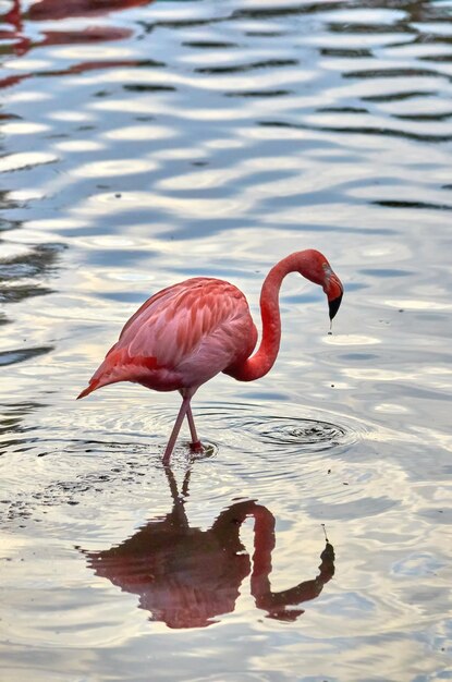 Bird Flying Over Lake – Free Stock Photo, Download Free