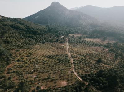 Scenic Rural Road Framed by Lush Trees – Free Download, Free Stock Photo