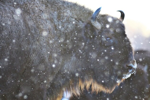 Aurochs Bison in Winter: Large Bull Buffalo in a Snowy Field – Free Download