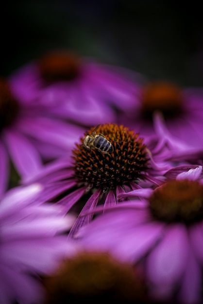 Honeybee Gathering Nectar on Purple Flower – Free Stock Photo for Download