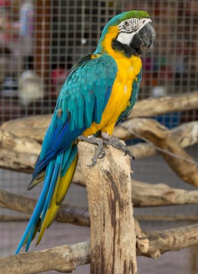 Macaw Bird on the Branch – Free Stock Photo for Download