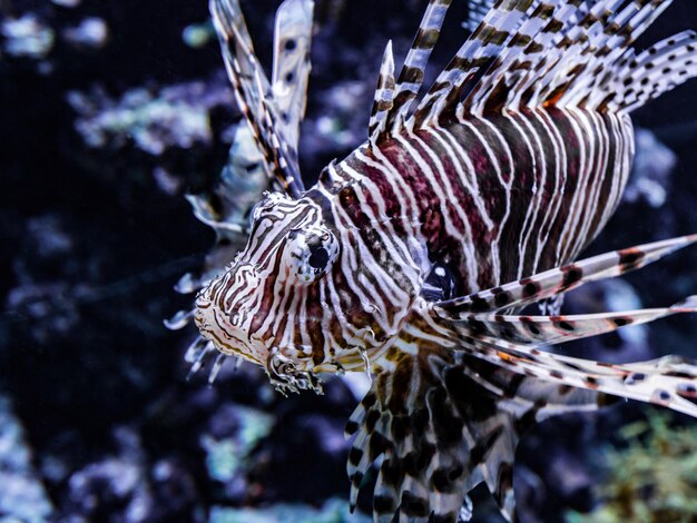 Close-up of Lionfish Swimming in the Sea – Free Stock Photo Download