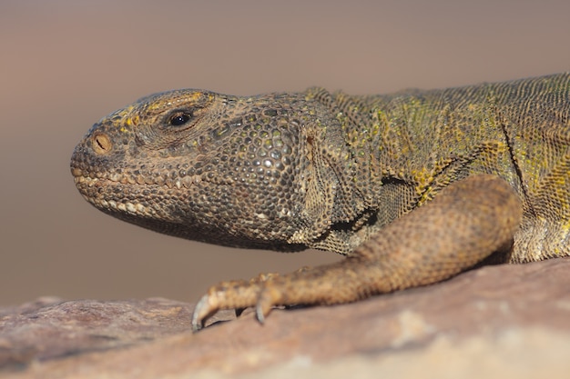 Closeup Shot of a Spiny-Tailed Lizard on a Blurred Space – Free Download