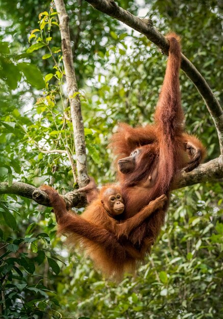 Orangutan and Infant on Branch in Forest – Free Stock Photo, Download Free