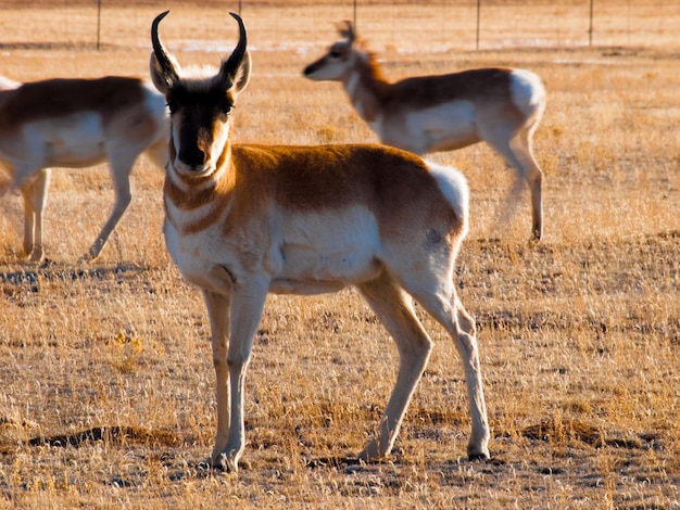 Herd of Antelope – Free Stock Photo for Download